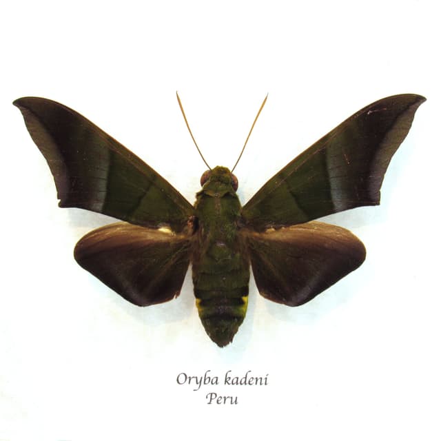 Rare giant green Hawkmoth framed taxidermy - Oryba kadeni