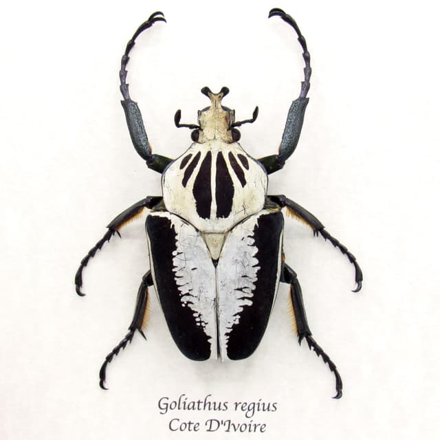Rare Goliath beetle framed specimen - Goliathus regius