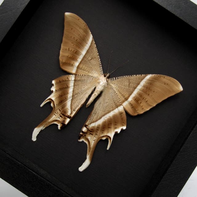 Giant Tropical Swallowtail Moth framed taxidermy - Lyssa zampa - XL female