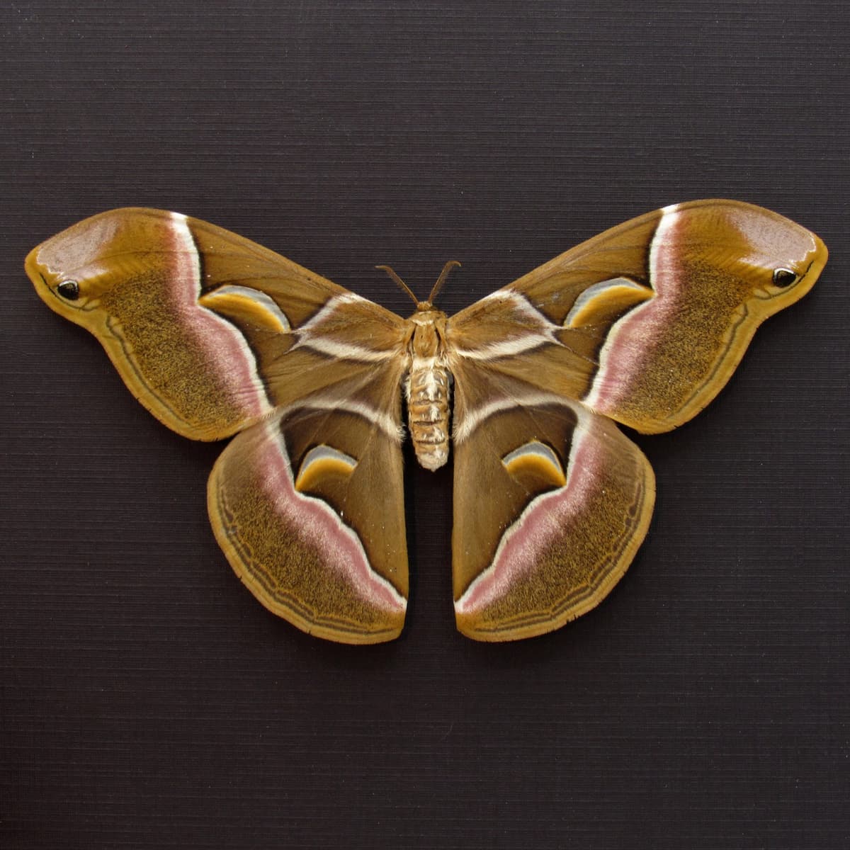 Real invasive Ailanthus silkmoth framed taxidermy - Samia cynthia - female - Victorian mount