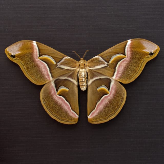 Real invasive Ailanthus silkmoth framed taxidermy - Samia cynthia - female - Victorian mount