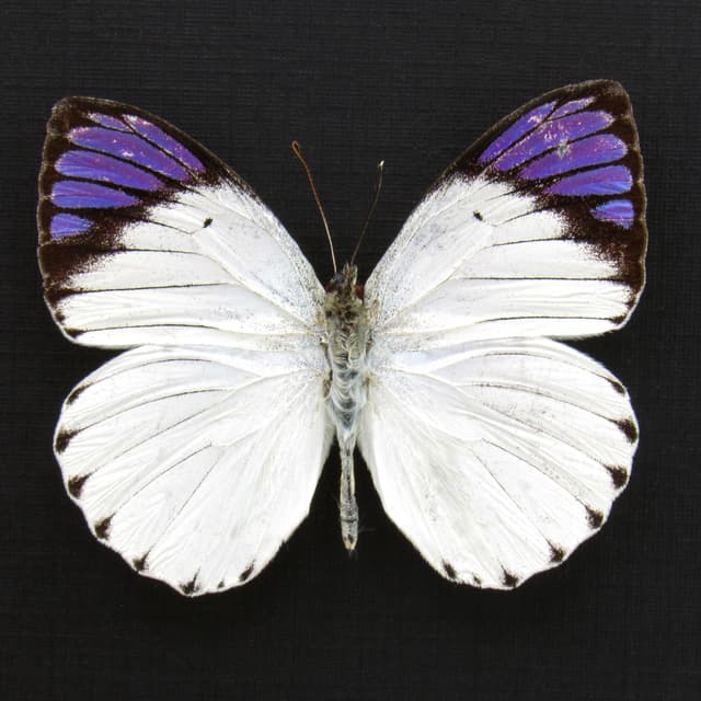 Real Purple Tip butterfly framed taxidermy - Colotis ione