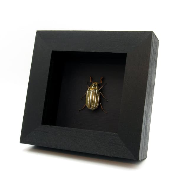 Real Ten-lined June Beetle framed taxidermy - Polyphylla decemlineata