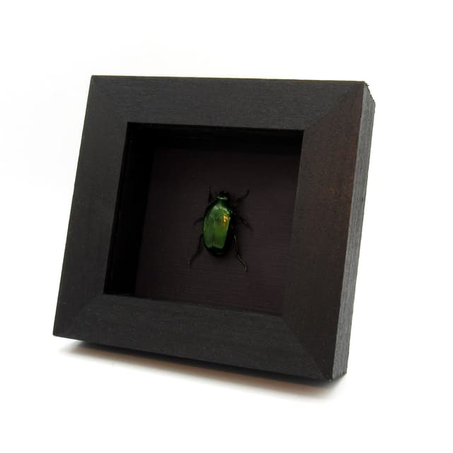 Real metallic green beetle framed taxidermy - Ischiopsopha ceramensis
