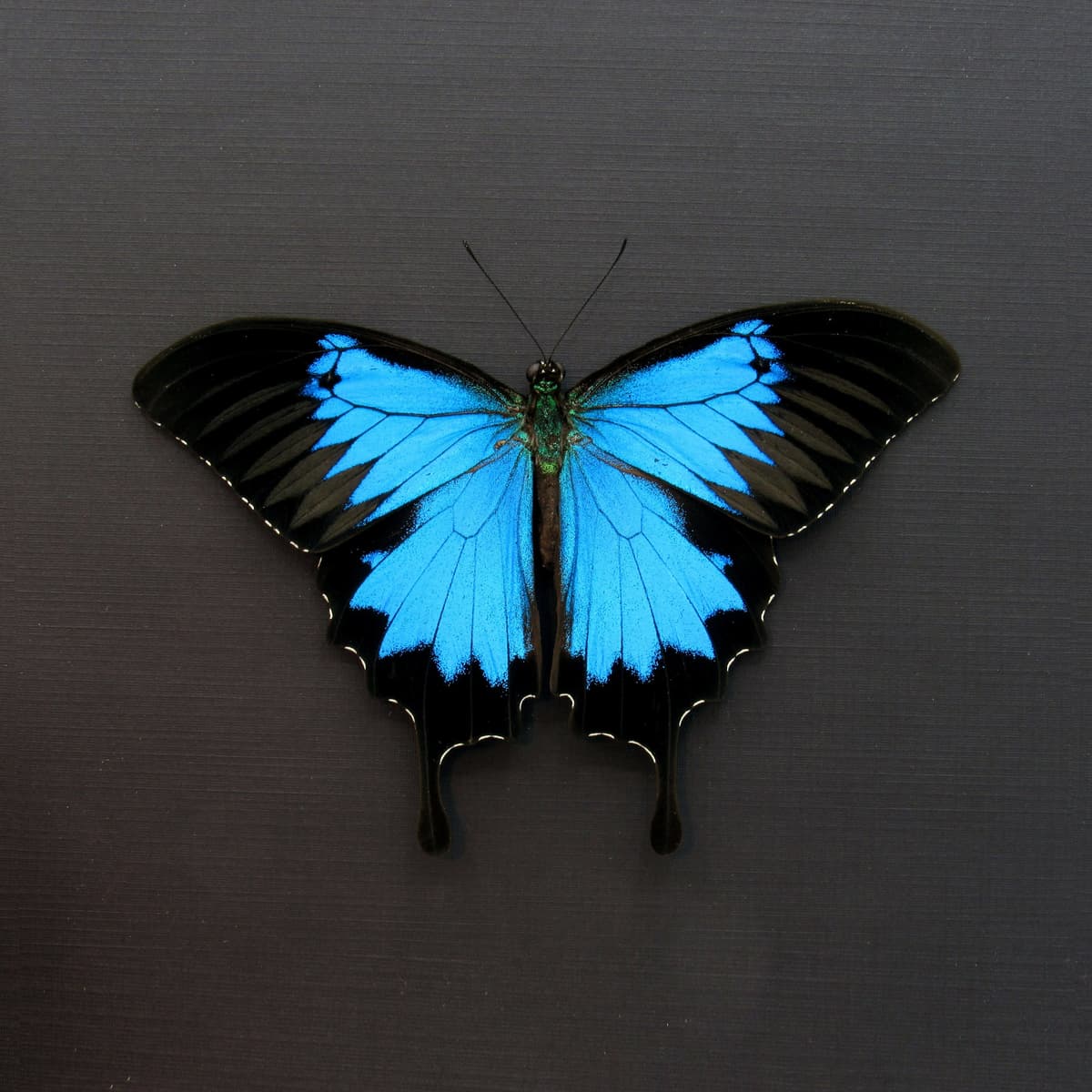 Real iridescent Blue Emperor butterfly framed taxidermy - Papilio ulysses - Victorian mount