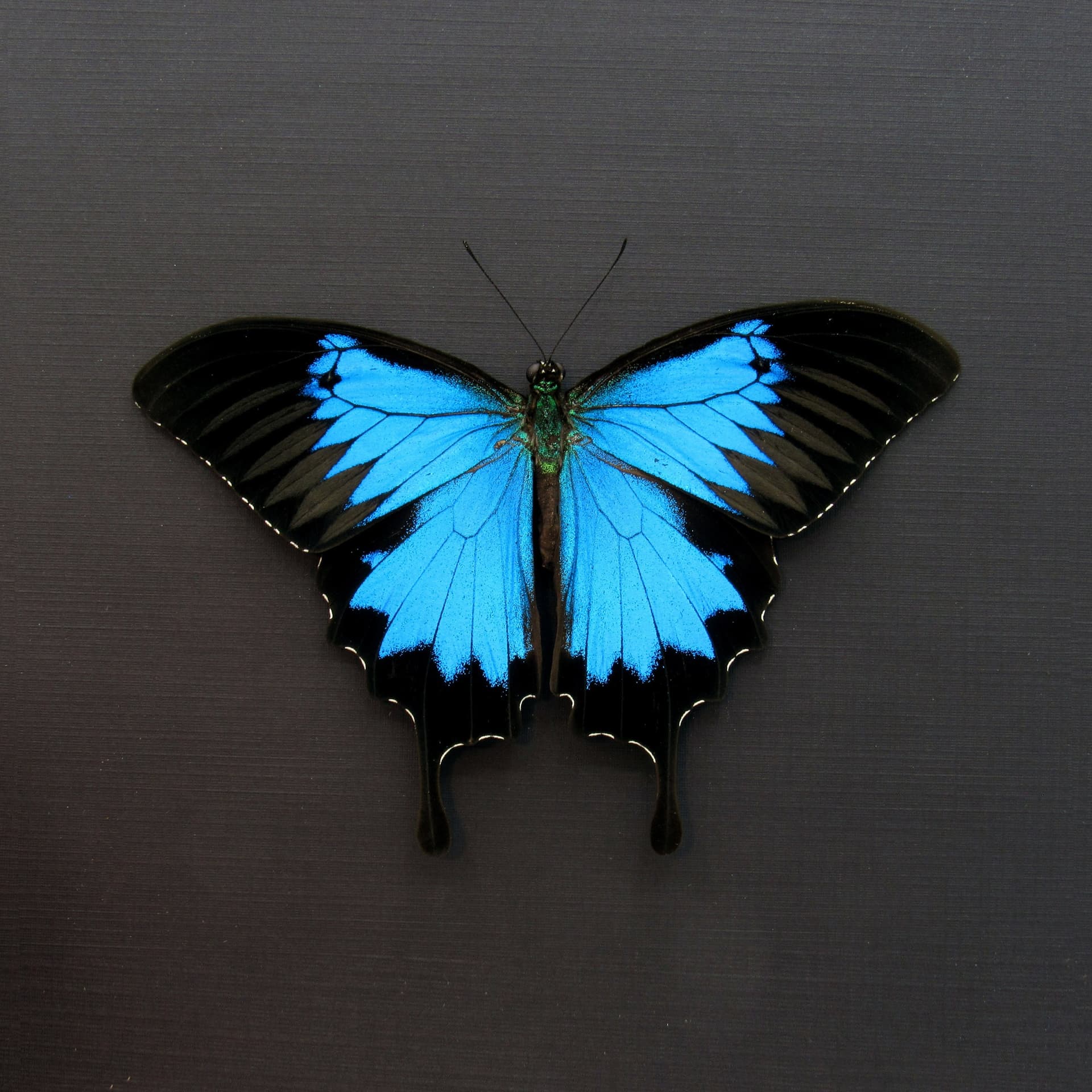 Real iridescent Blue Emperor butterfly framed taxidermy - Papilio ulysses - Victorian mount