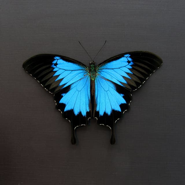 Real iridescent Blue Emperor butterfly framed taxidermy - Papilio ulysses - Victorian mount