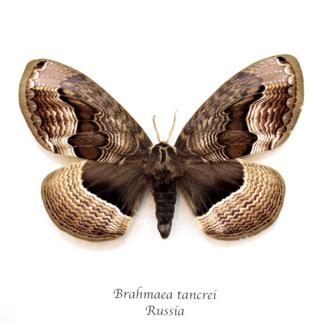 Real large Brahmin moth framed taxidermy - Brahmaea tancrei