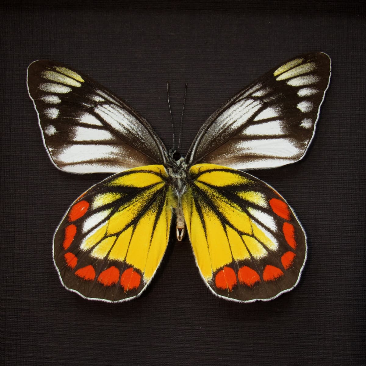 Rare Delias butterfly framed taxidermy - Delias rosenbergi chrysolenca