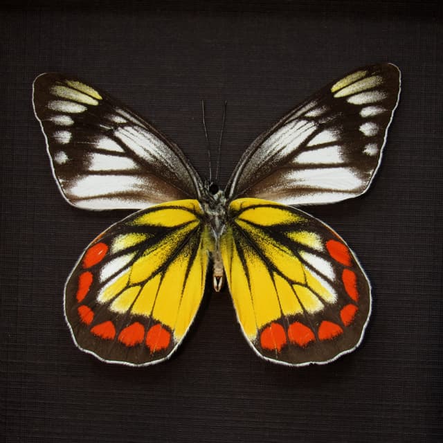 Rare Delias butterfly framed taxidermy - Delias rosenbergi chrysolenca