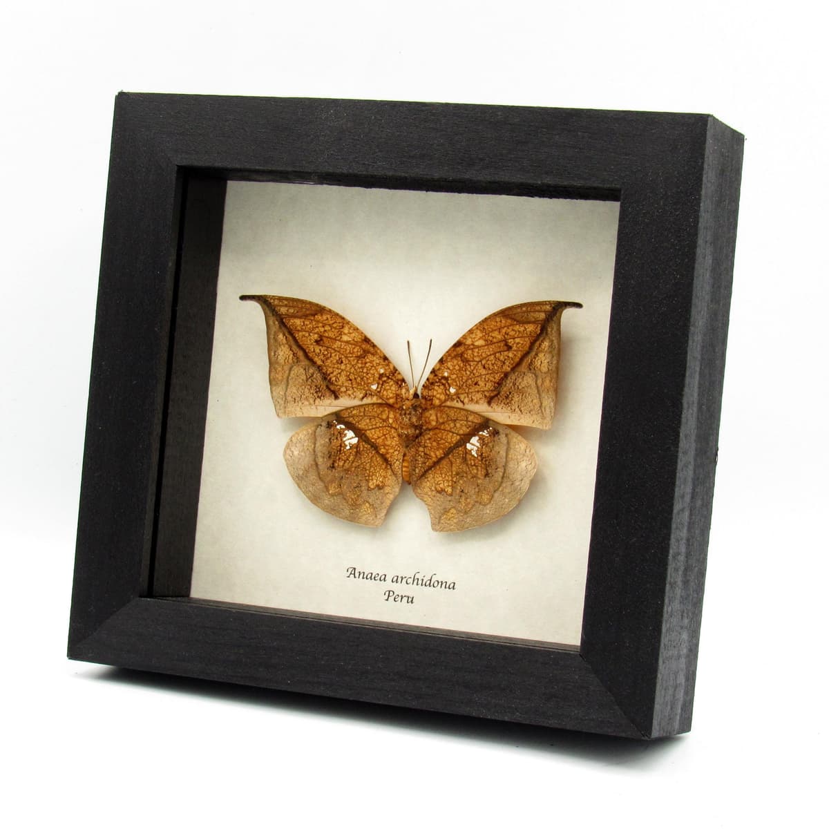 Real dead leaf butterfly framed taxidermy - Anaea archidona