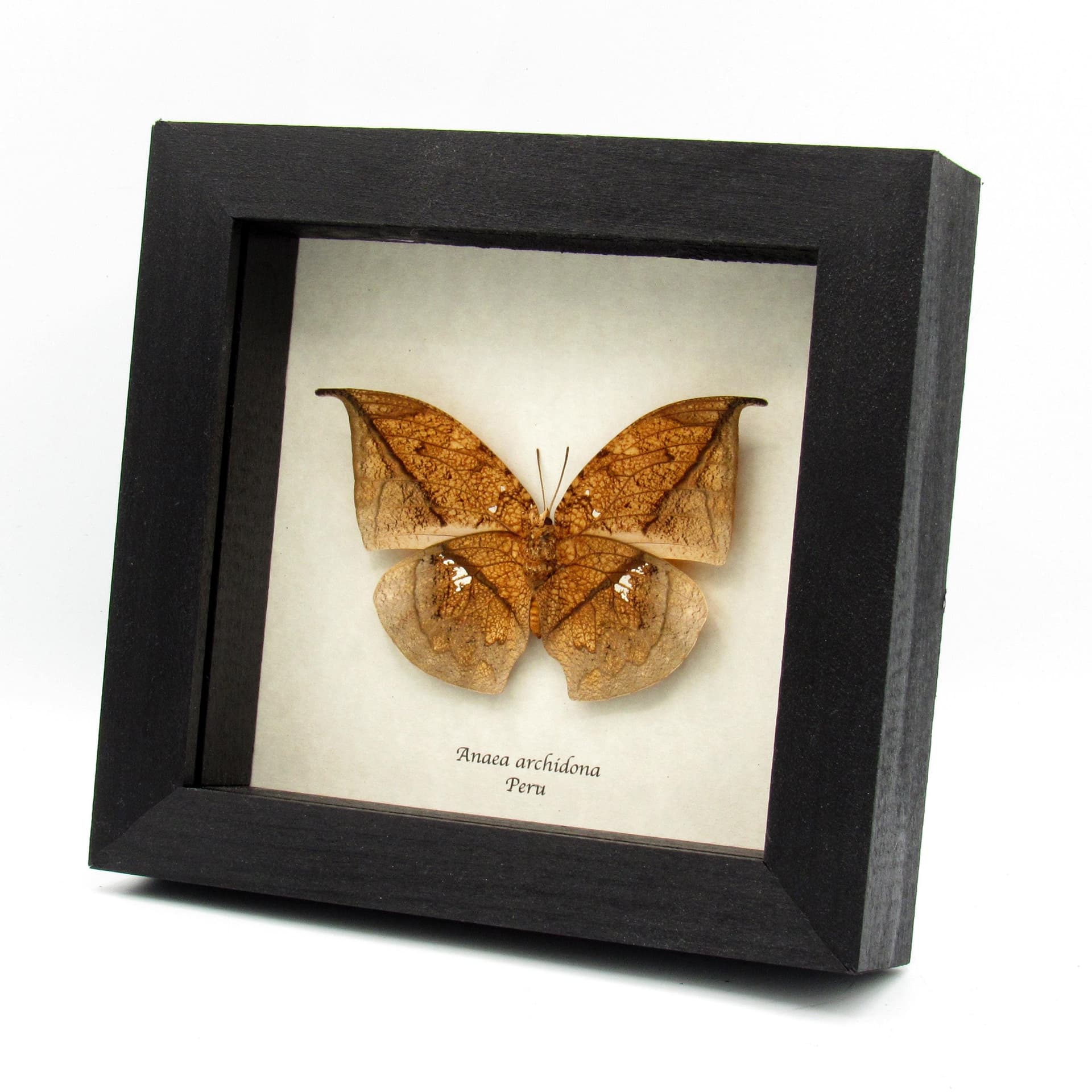 Real dead leaf butterfly framed taxidermy - Anaea archidona