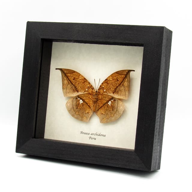 Real dead leaf butterfly framed taxidermy - Anaea archidona