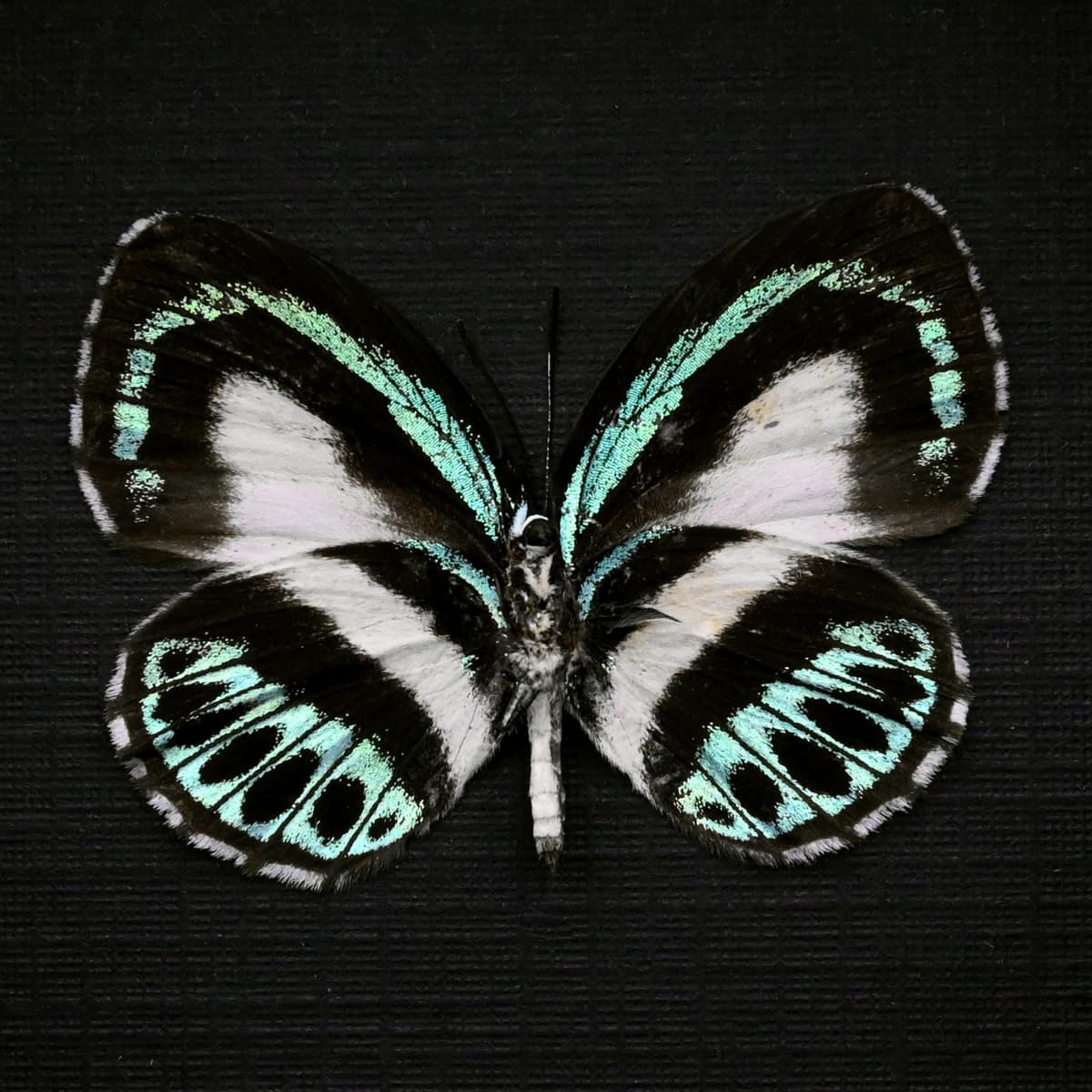 Real blue butterfly framed taxidermy - Danis danis hermes - female