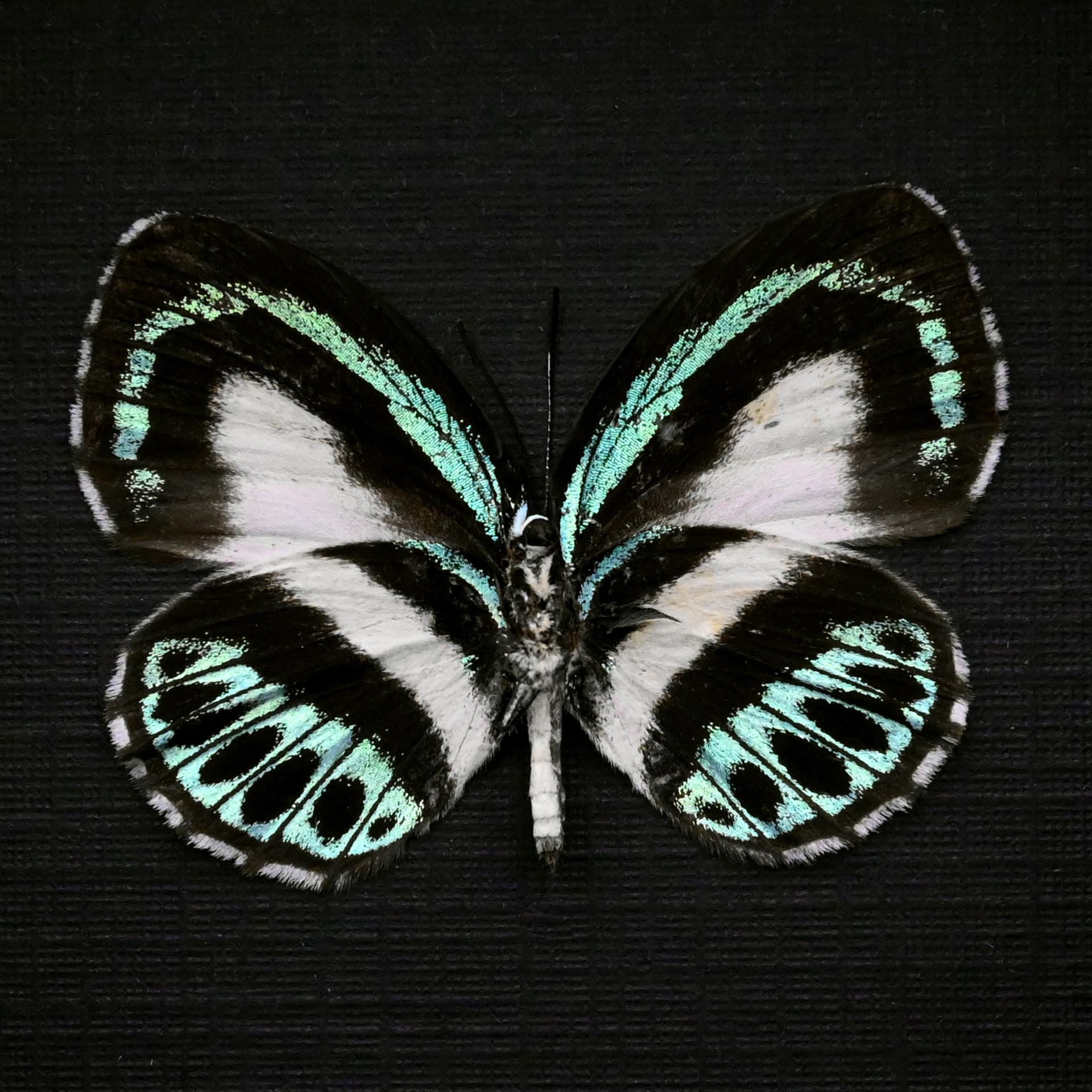 Real blue butterfly framed taxidermy - Danis danis hermes - female
