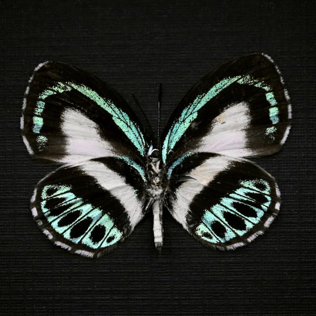 Real blue butterfly framed taxidermy - Danis danis hermes - female