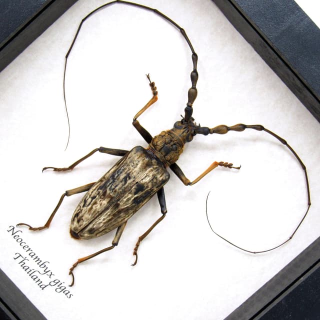 Real Giant Velvet Longhorn beetle framed taxidermy - neocerambyx gigas