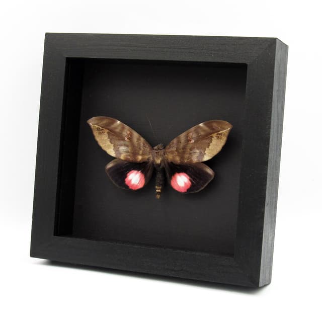 Giant pink fruit sucking moth framed taxidermy - Phyllodes verhuelli