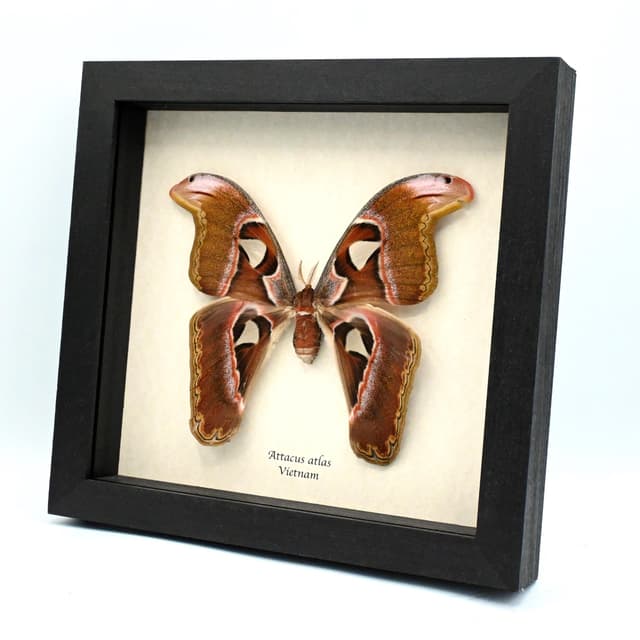 Real giant Atlas moth taxidermy - Attacus atlas - female