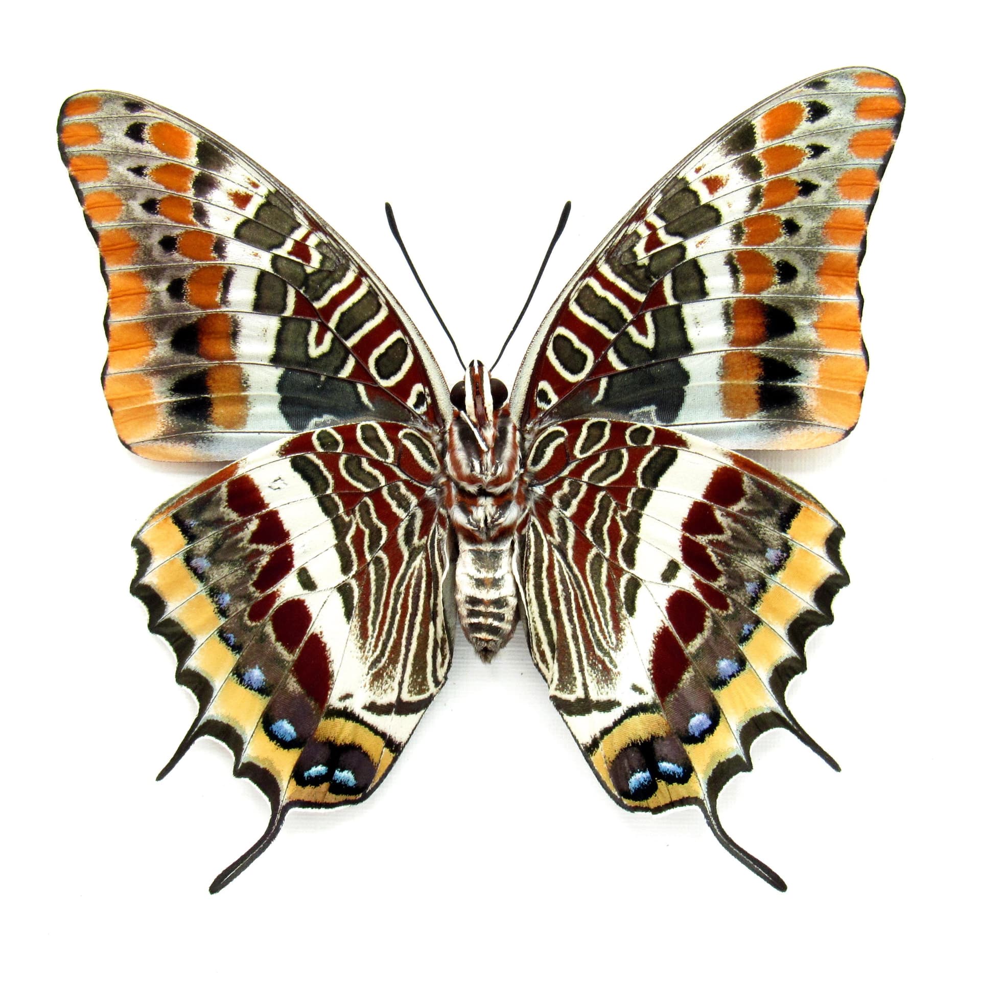 Rare Two-tailed Pasha butterfly framed taxidermy - Charaxes jasius septentrionalis - large female