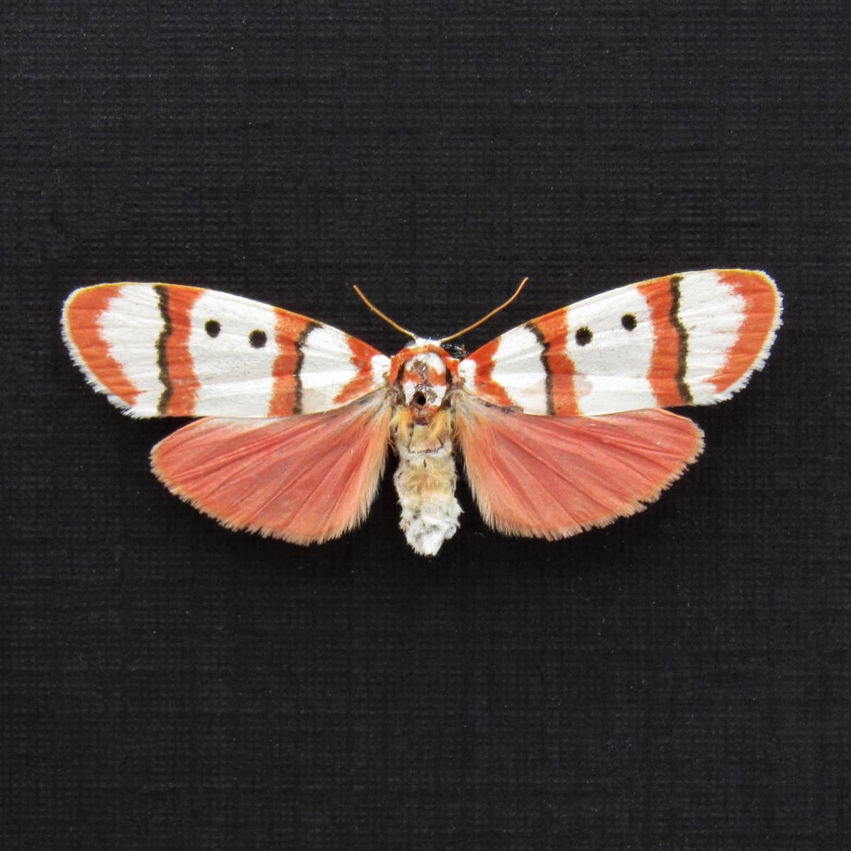 Real tiny pink Arctiid moth framed taxidermy - Cyana bianca