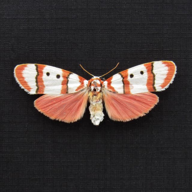Real tiny pink Arctiid moth framed taxidermy - Cyana bianca