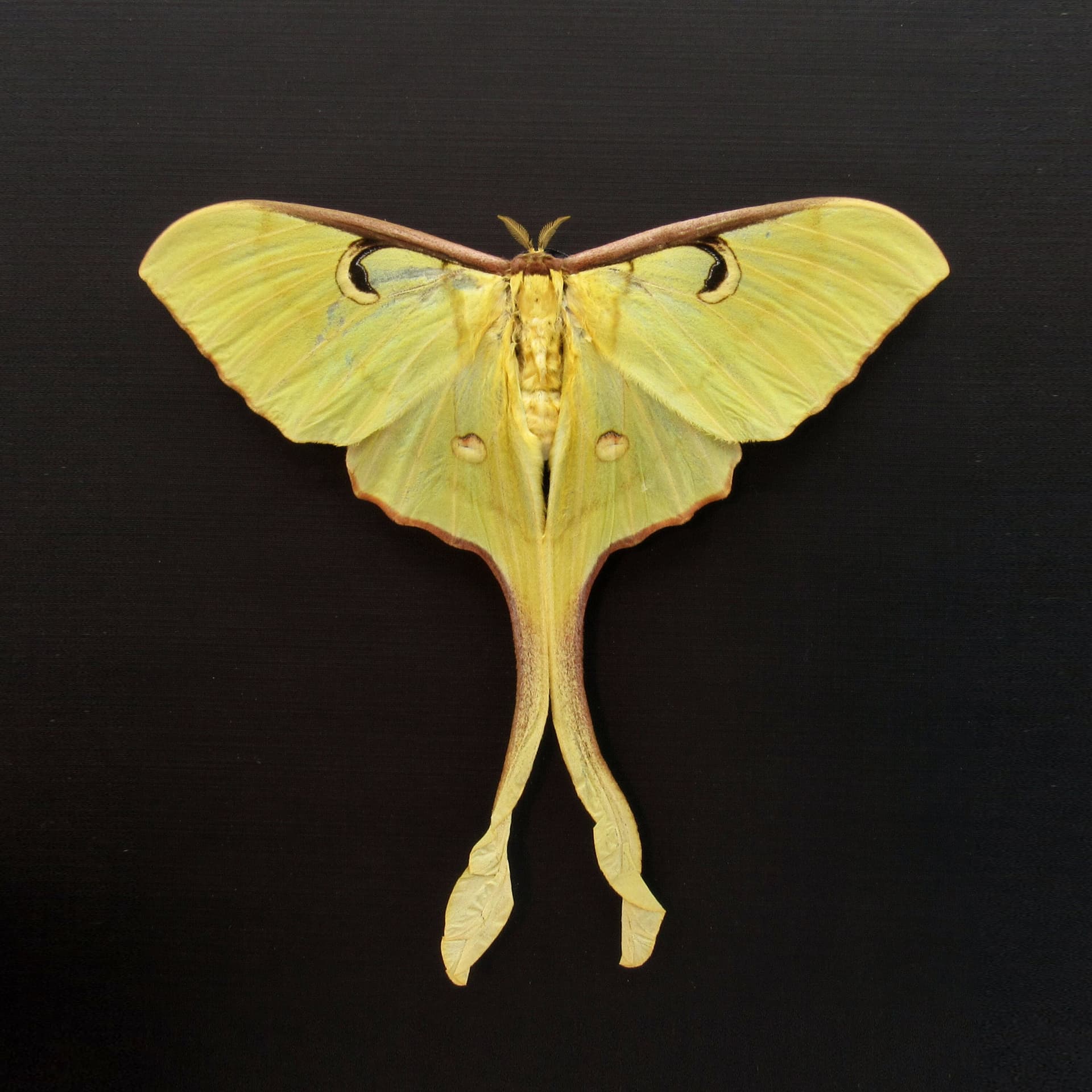 Giant Malaysian Moon moth framed taxidermy - Actias maenas - female - Victorian mount - minor damage