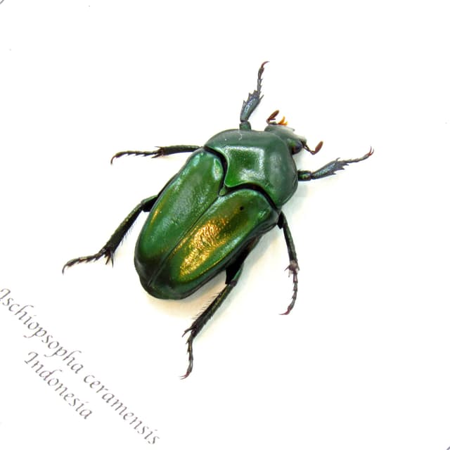 Real metallic green beetle framed taxidermy - Ischiopsopha ceramensis