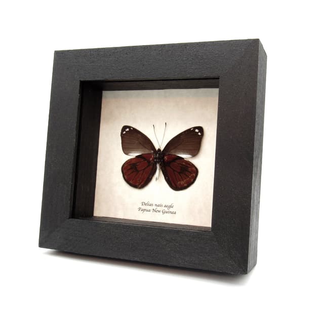 Real red Delias butterfly framed taxidermy - Delias nais aegle