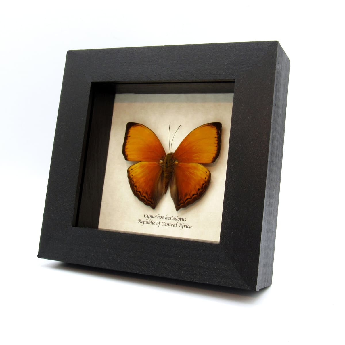 Real Orange Lurid Glider butterfly framed taxidermy - Cymothoe hesiodotus