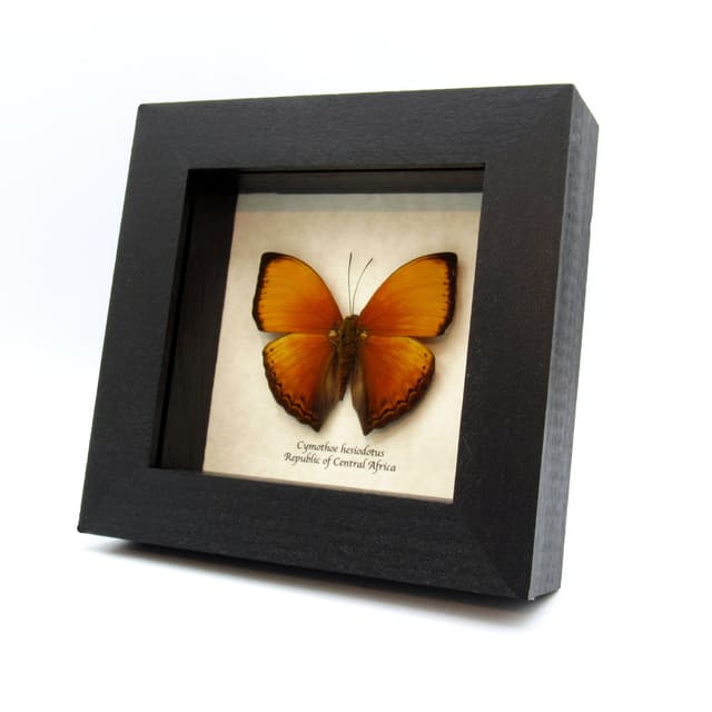 Real Orange Lurid Glider butterfly framed taxidermy - Cymothoe hesiodotus
