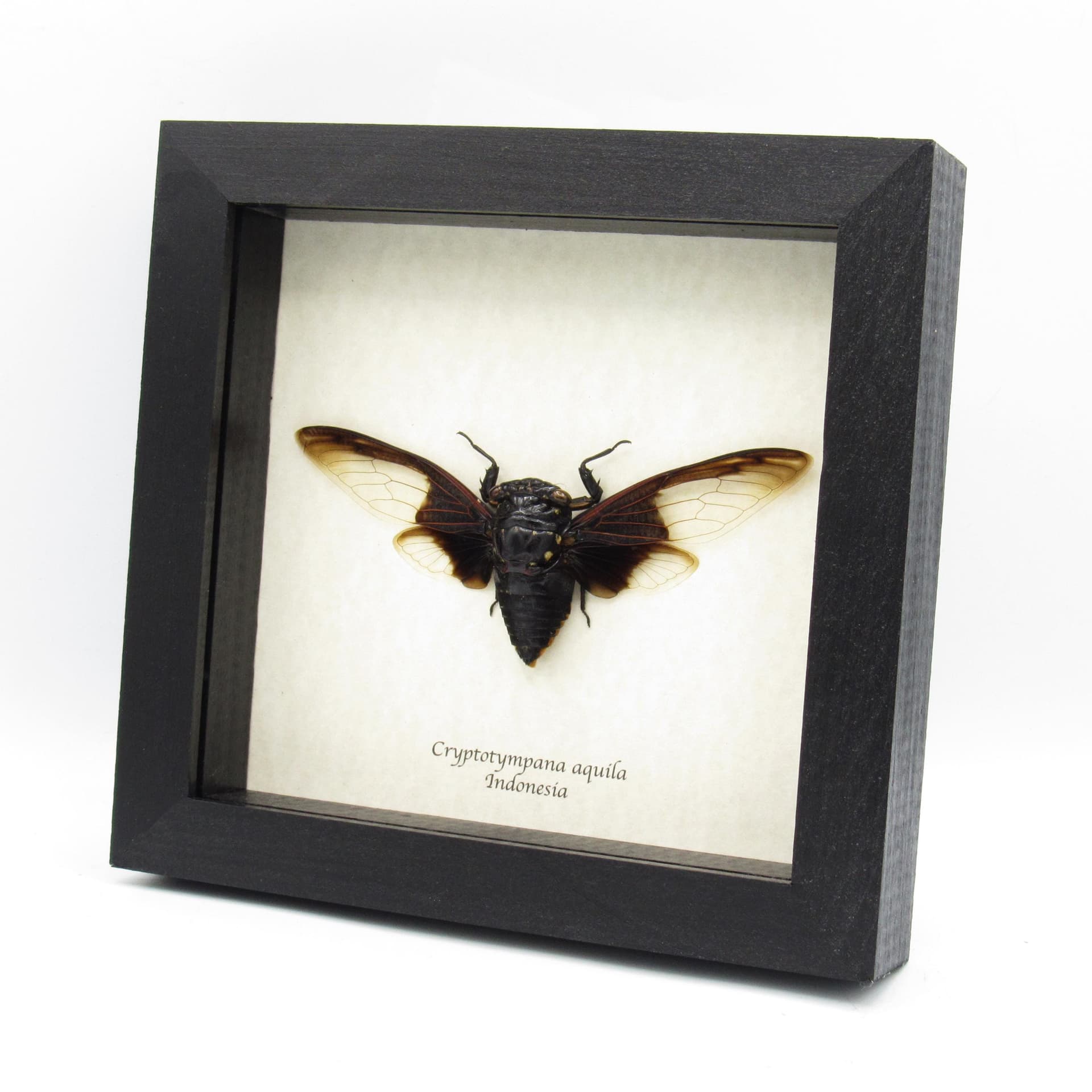 Giant Batwing Cicada framed taxidermy - Cryptotympana aquila