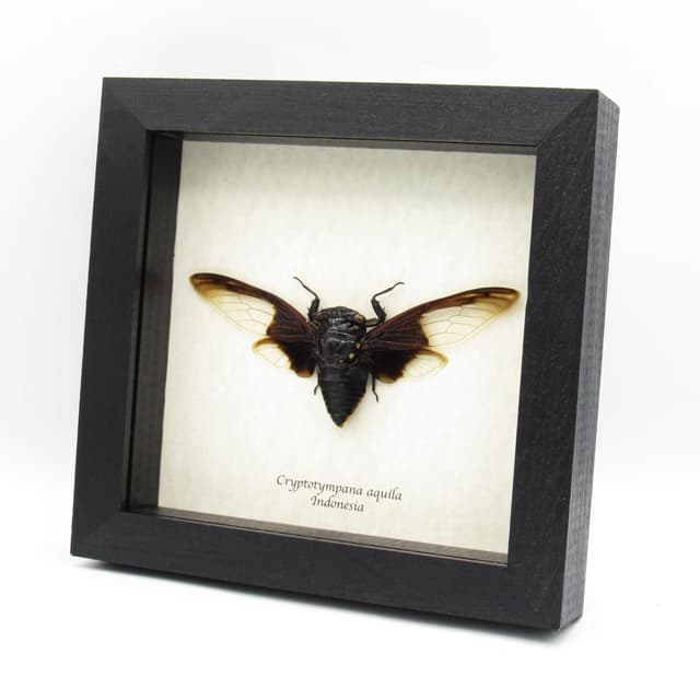 Giant Batwing Cicada framed taxidermy - Cryptotympana aquila