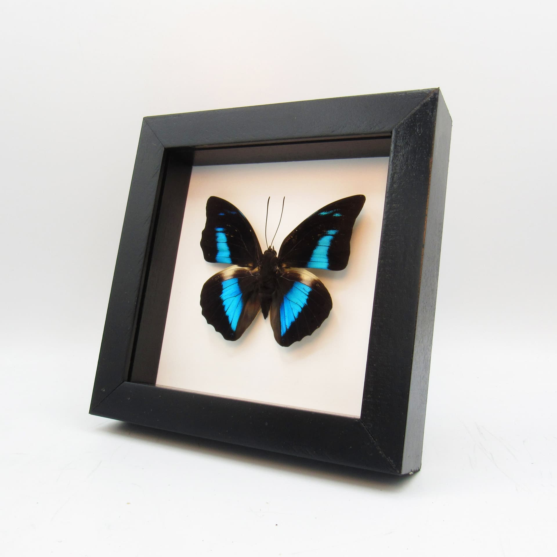 Real framed taxidermy butterfly - Prepona demophon