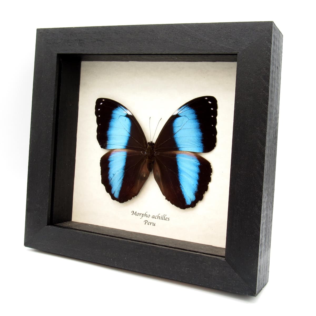 Real metallic blue Morpho butterfly framed taxidermy - Morpho achilles