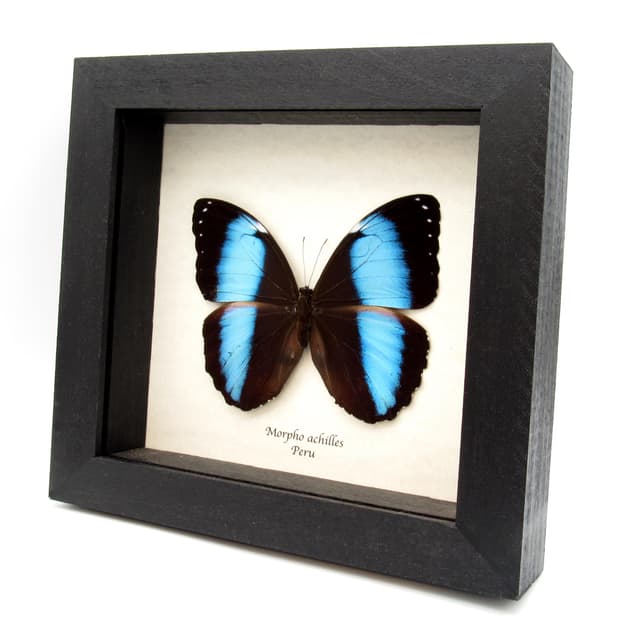 Real metallic blue Morpho butterfly framed taxidermy - Morpho achilles