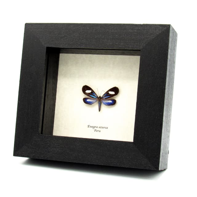 Real tiny blue Arctiid moth framed taxidermy - Euagra azurea