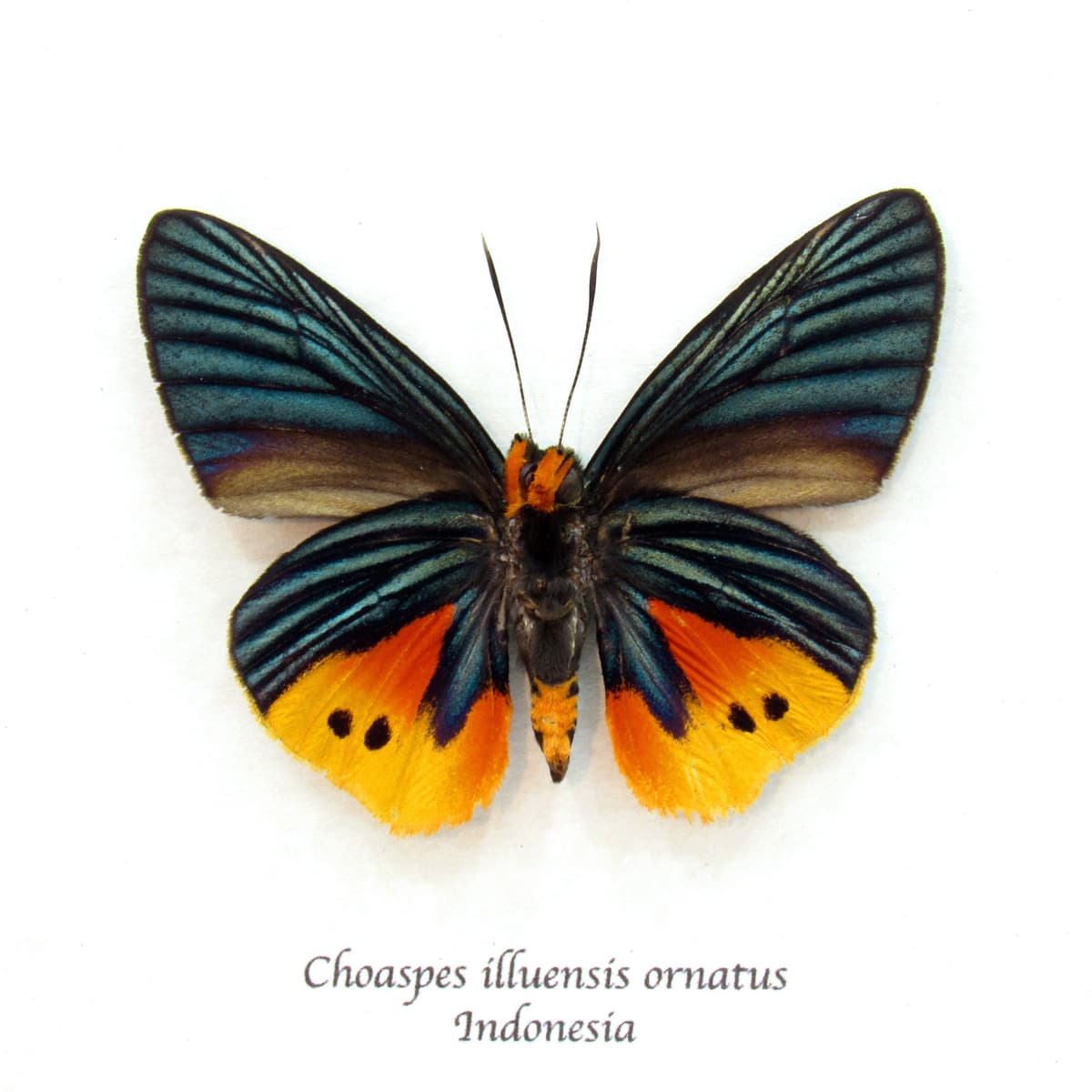 Rare Flame Tip Skipper butterfly framed taxidermy - Choaspes illuensis ornatus