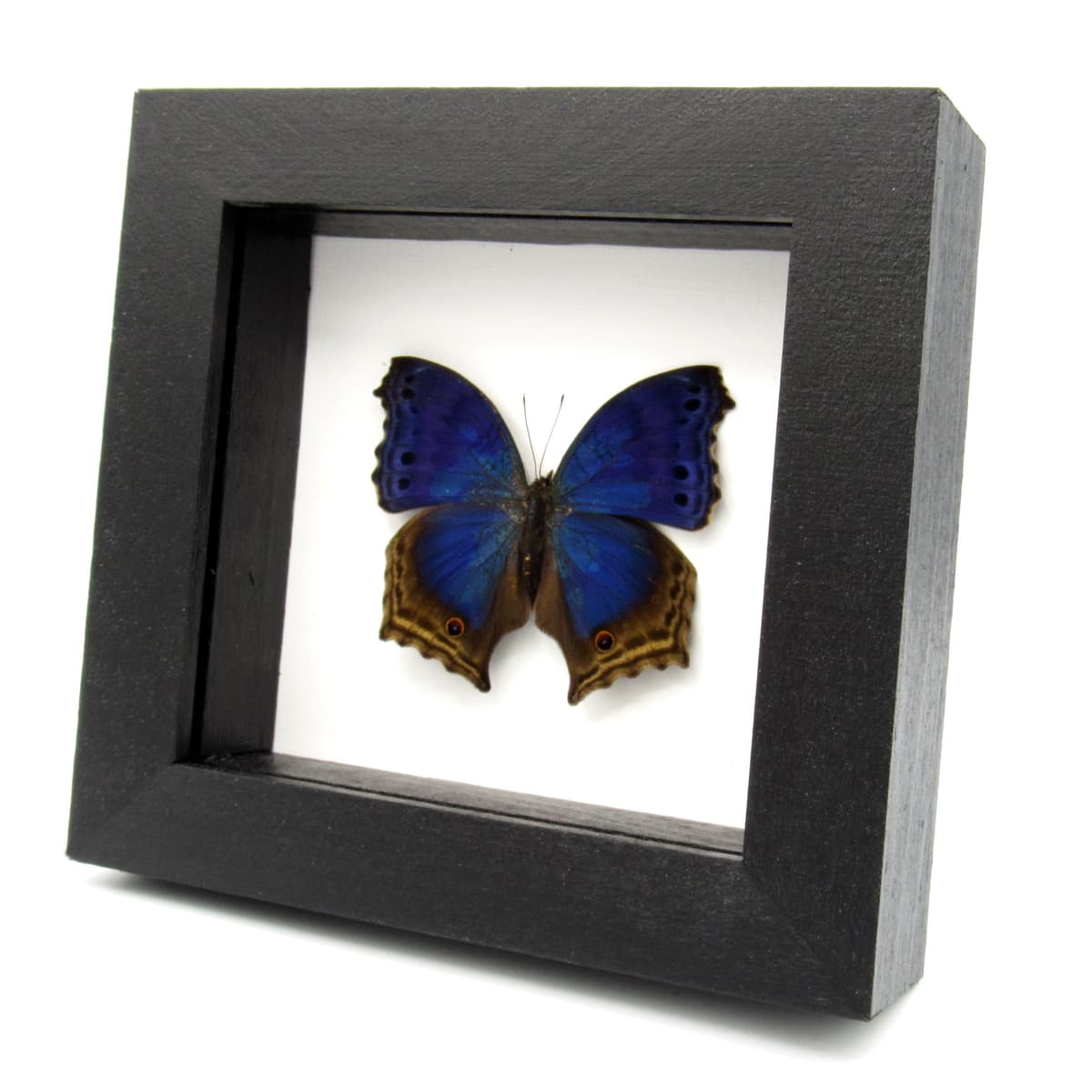 Real Blue Mother of Pearl butterfly framed taxidermy - Protogoniomorpha temora