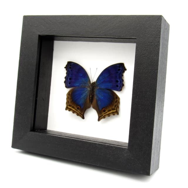 Real Blue Mother of Pearl butterfly framed taxidermy - Protogoniomorpha temora