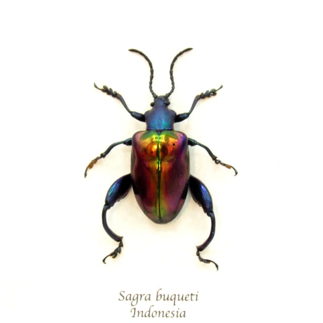 Real Rainbow Frog-Legged Leaf beetle framed taxidermy - Sagra buqueti - female