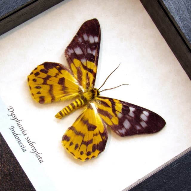 Real yellow day moth framed taxidermy - Dysphania subrepleta