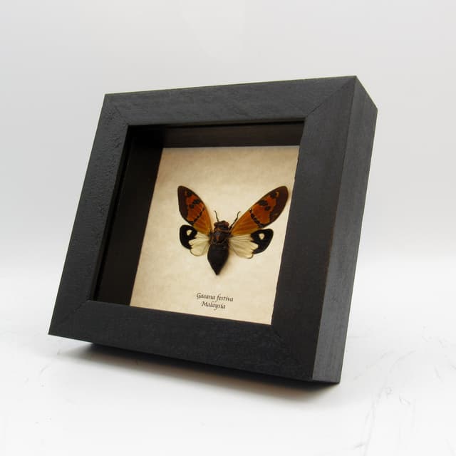 Real orange and white Cicada framed taxidermy - Gaeana festiva