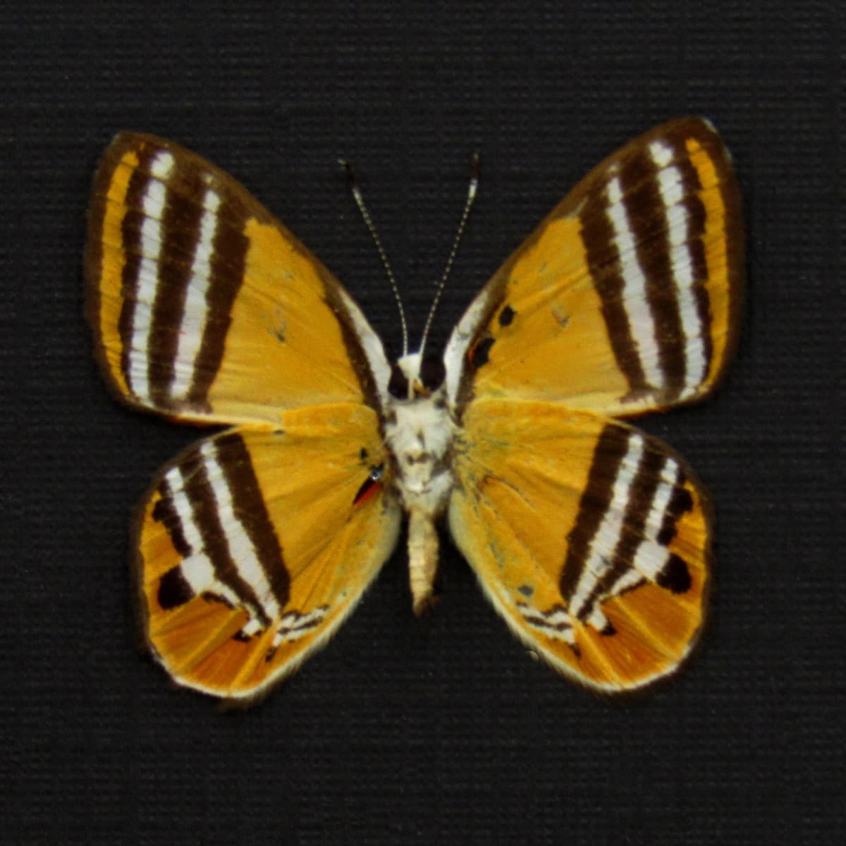 Real tiny orange Metalmark butterfly framed taxidermy - Euselasia eutaea