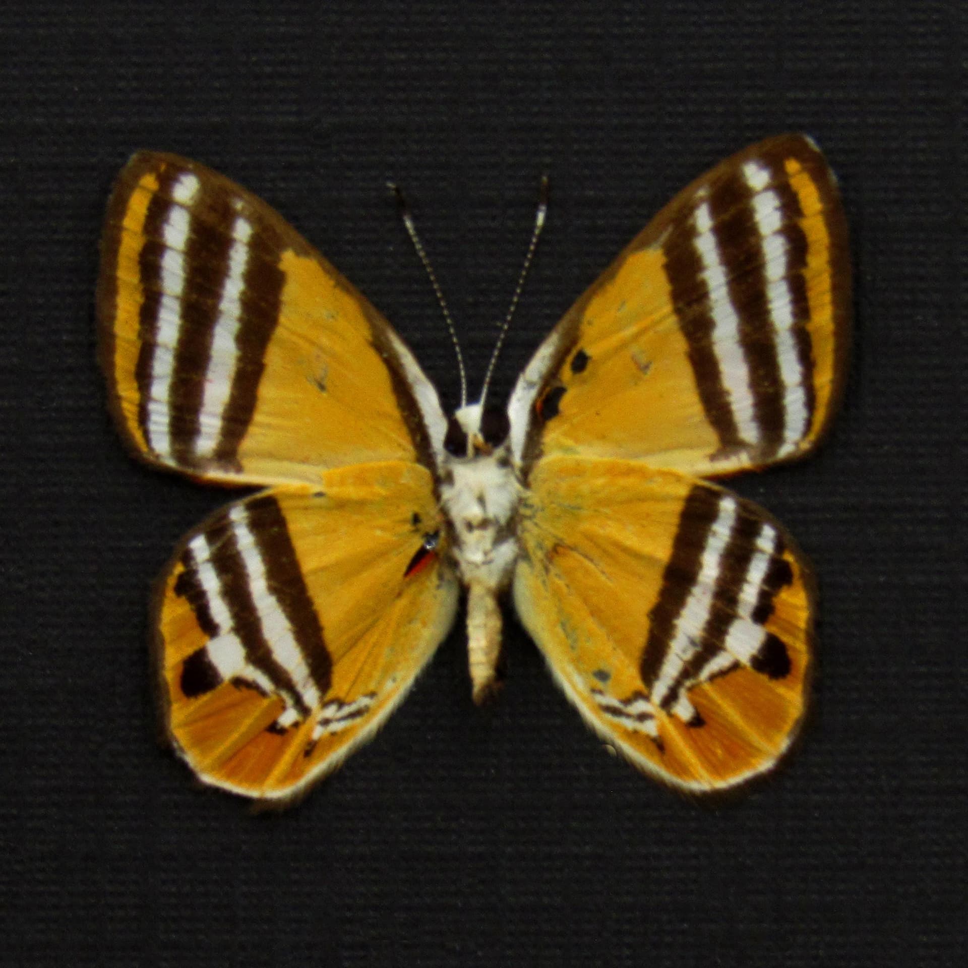 Real tiny orange Metalmark butterfly framed taxidermy - Euselasia eutaea