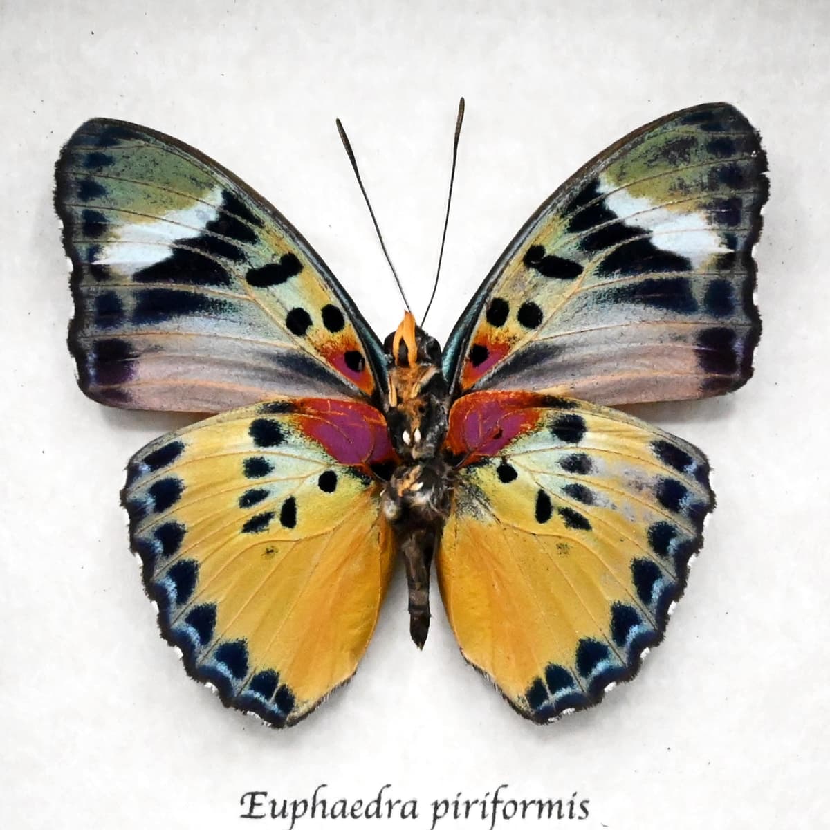Rare Themis Forester butterfly framed taxidermy - Euphaedra piriformis