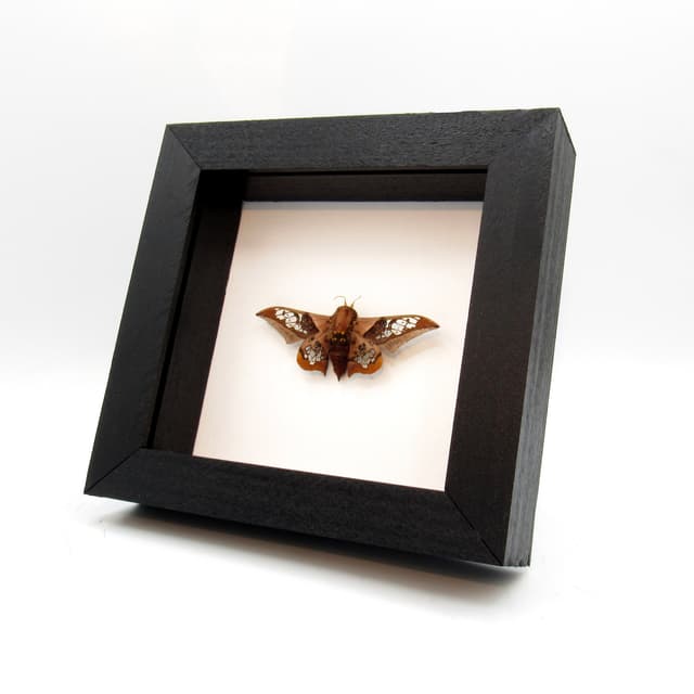 Rare Clear Wing Saturn moth framed taxidermy - Neocarnegia basirei - Victorian mount