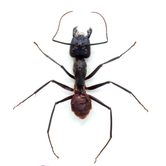 Real Giant Forest Ant framed taxidermy - Dinomyrmex gigas