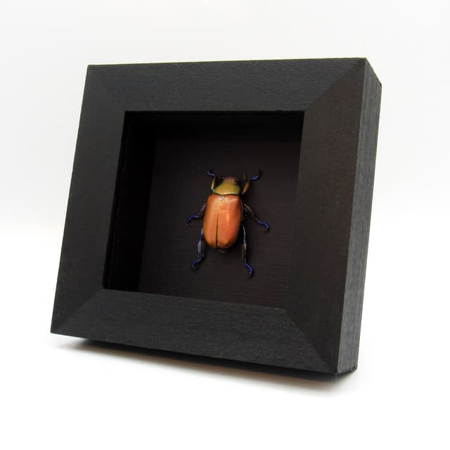 Very rare real Jewel Scarab beetle framed taxidermy - Chrysina erubescens - pink form!