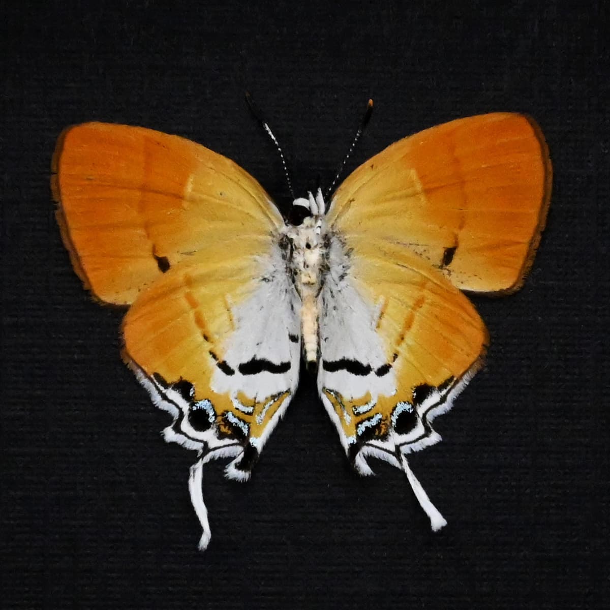 Real framed Orange Plush butterfly specimens - Sithon nedymond - female